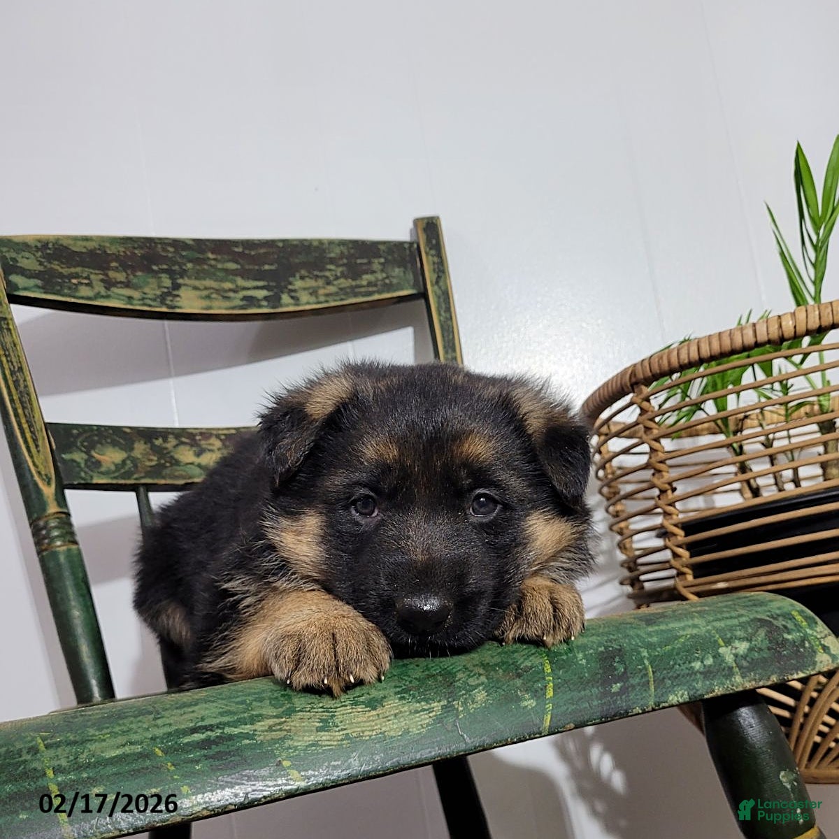 German Shepherd dogs Missy - Ad 1