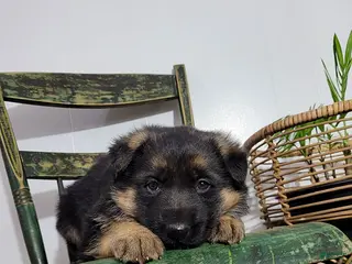 German Shepherd dogs for sale: Missy - Ad 2