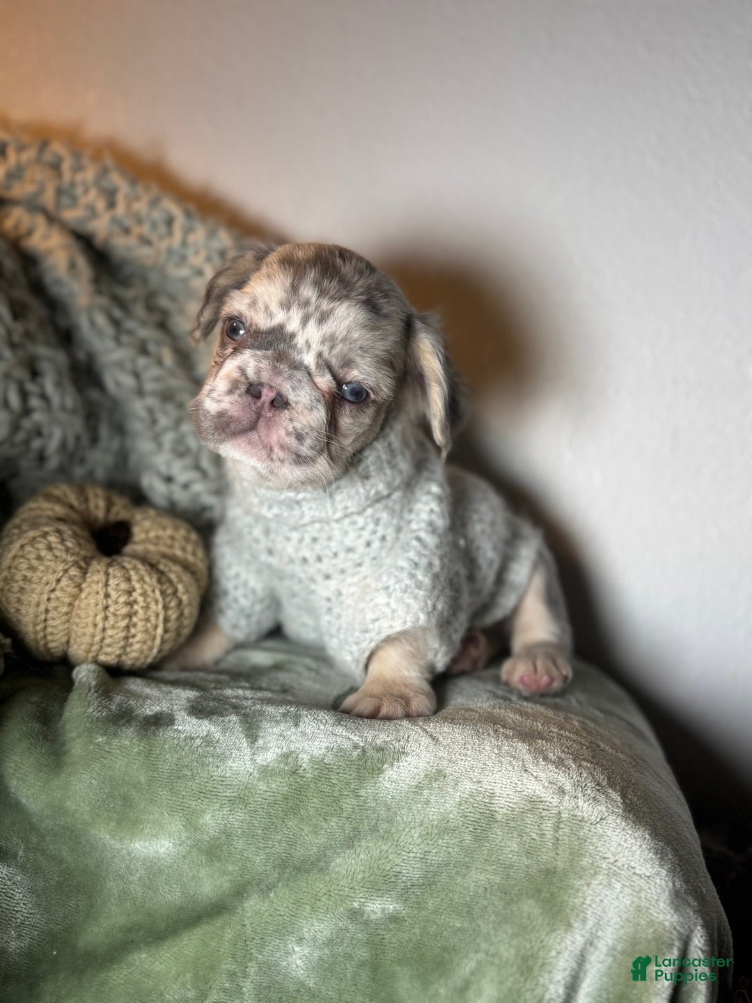 French Bulldog dogs for sale: Lilac tan fluffy french bulldog  - Ad 16