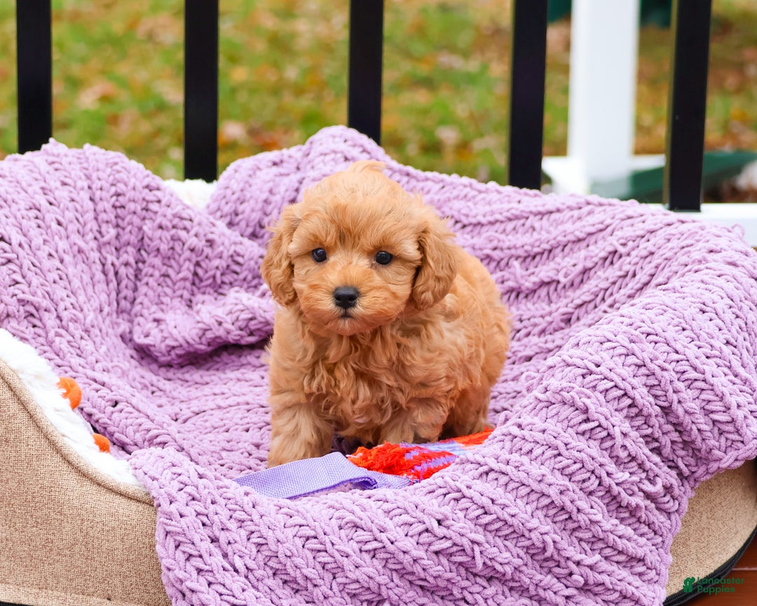 Cavapoo dogs for sale: Charlotte - Ad 2