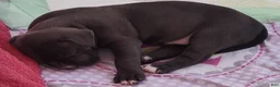 American Bully dogs for sale: American Bully 2  - Blue - Ad 5