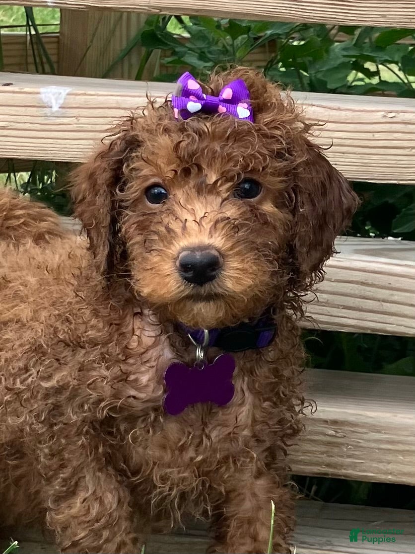 Miniature Poodle dogs Mocha - Ad 1