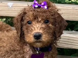 Miniature Poodle dogs for sale: Mocha - Ad 1