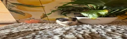 Wire Fox Terrier dogs for sale: Judy Hopps  - Ad 3