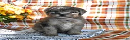 Mini Goldendoodle dogs for sale: Alex - Ad 3