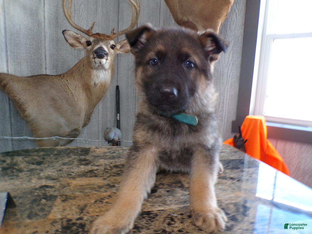 German Shepherd dogs for sale: German Shepherd Puppy 4 Bear - Ad 2