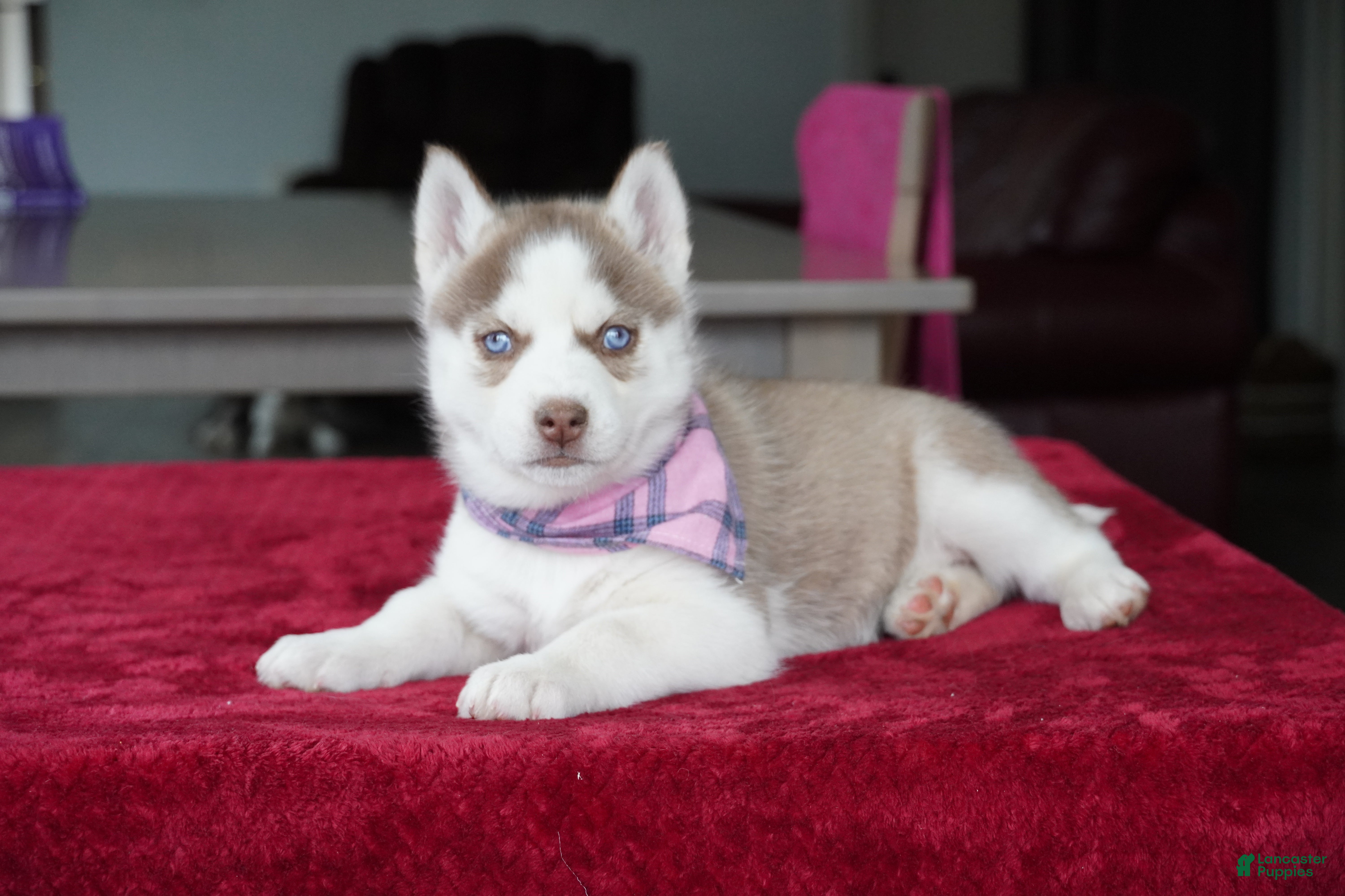 Siberian Husky dogs Willow - Ad 1