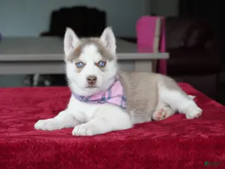 Siberian Husky dogs for sale: Willow - Ad 1
