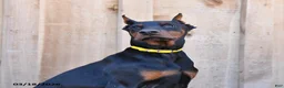 Doberman Pinscher dogs for sale: Reese - Ad 5