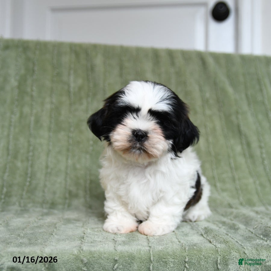 Shih Tzu dogs for sale: Gidget - Ad 1