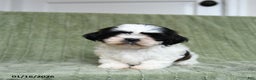 Shih Tzu dogs for sale: Gidget - Ad 1