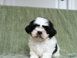 Shih Tzu dogs Gidget - Ad 42