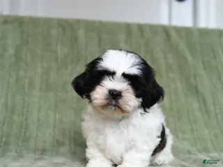 Shih Tzu dogs Gidget - Ad 39