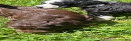 Aussiedoodle dogs for sale: Devins - Ad 8