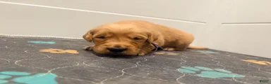 Golden Retriever Jade 