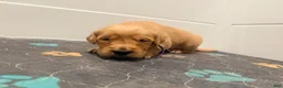 Golden Retriever dogs for sale: Golden Retriever Jade  - Ad 1