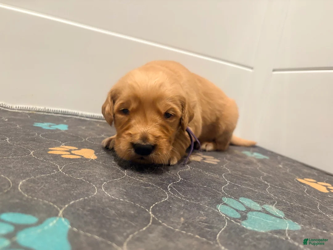 Golden Retriever dogs for sale: Golden Retriever Jade  - Ad 1