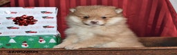 Pomeranian dogs for sale: Nick - Ad 2