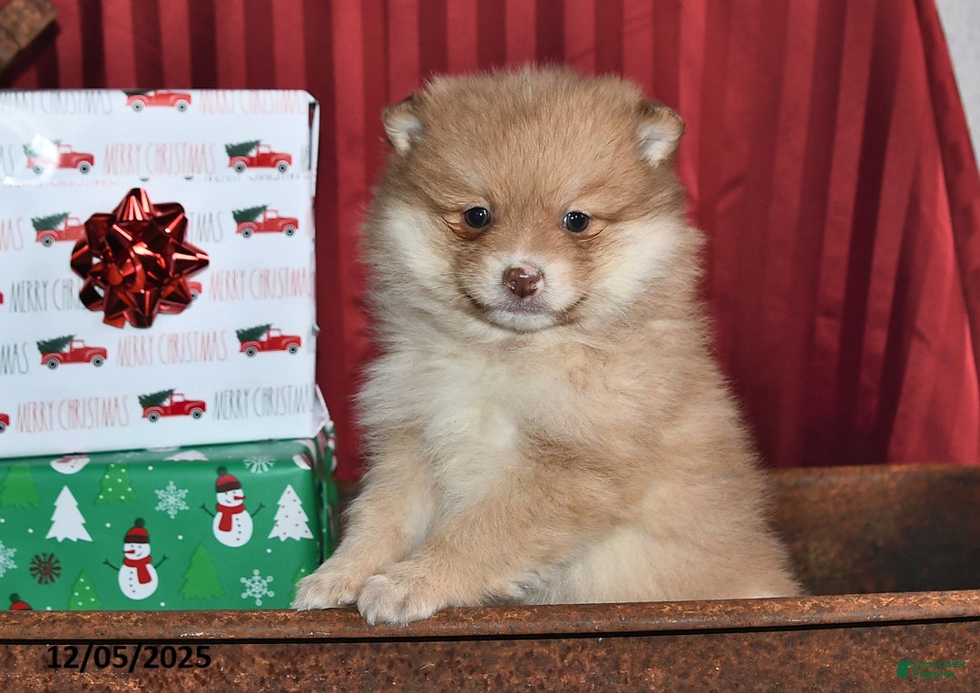 Pomeranian dogs for sale: Nick - Ad 2