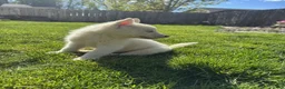 Siberian Husky dogs for sale: Siberian husky  - Ad 3