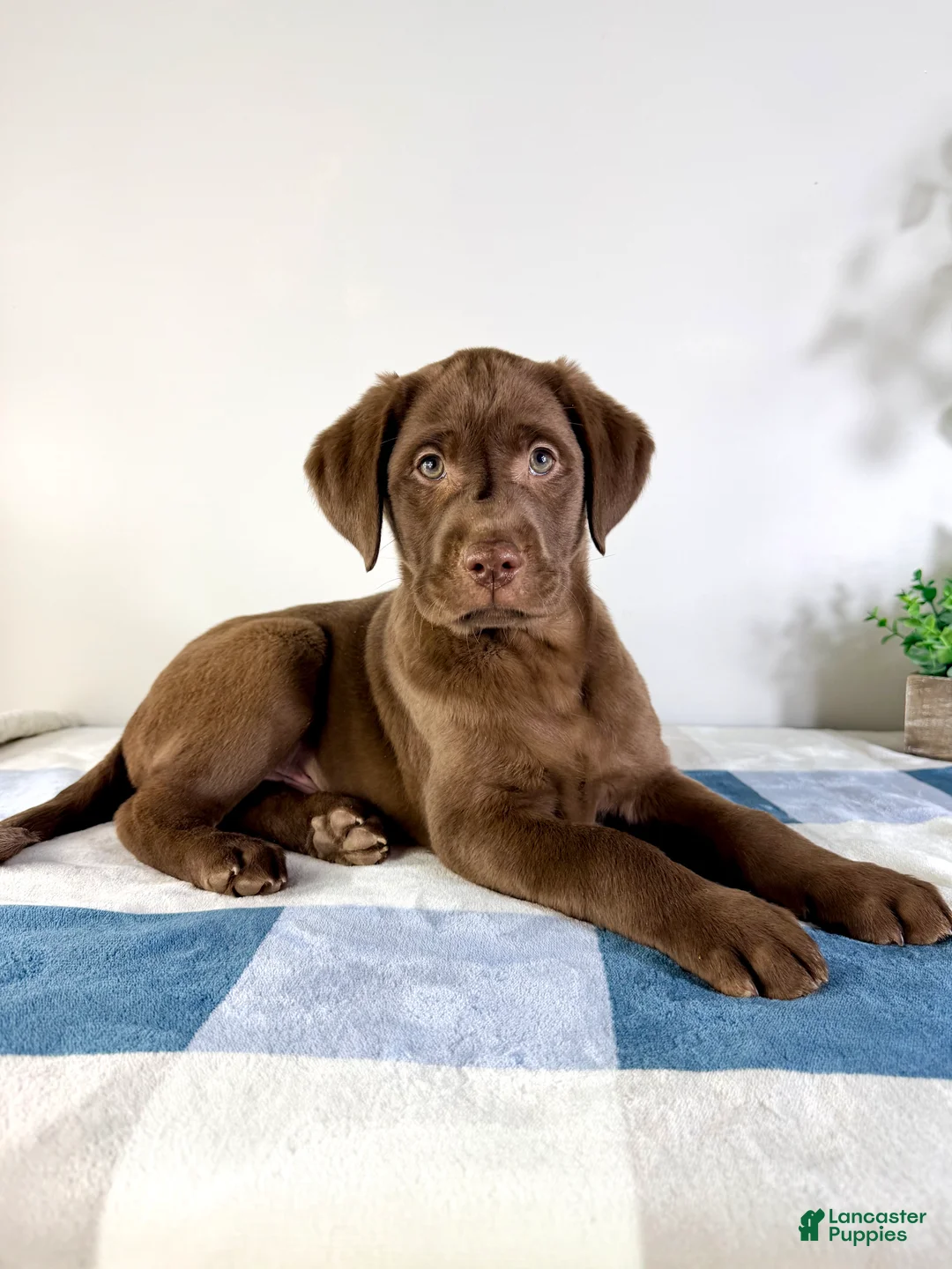 Labrador Retriever dogs for sale: AKC Lenny - Ad 5
