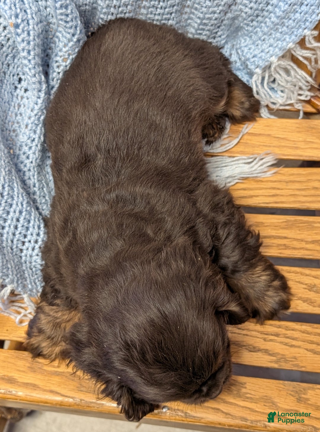 Cocker Spaniel dogs for sale: Wyoming - Ad 3