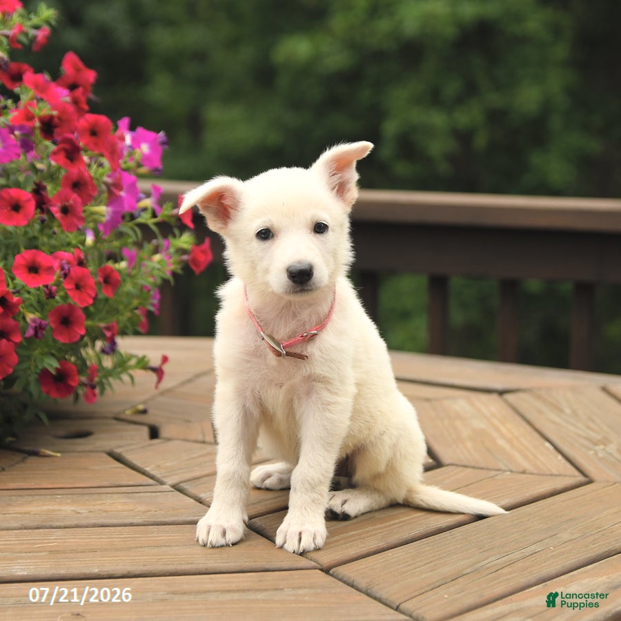 German Shepherd dogs Meadow - Ad 2