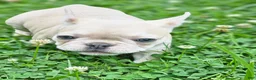French Bulldog dogs for sale: Lettie - Ad 3