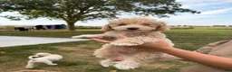 Miniature Poodle dogs for sale: Tippy - Ad 3