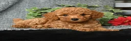 Toy Poodle dogs for sale: Christopher - Ad 3