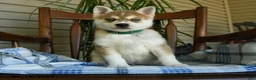 Alaskan Klee Kai dogs for sale: Denny - Ad 3