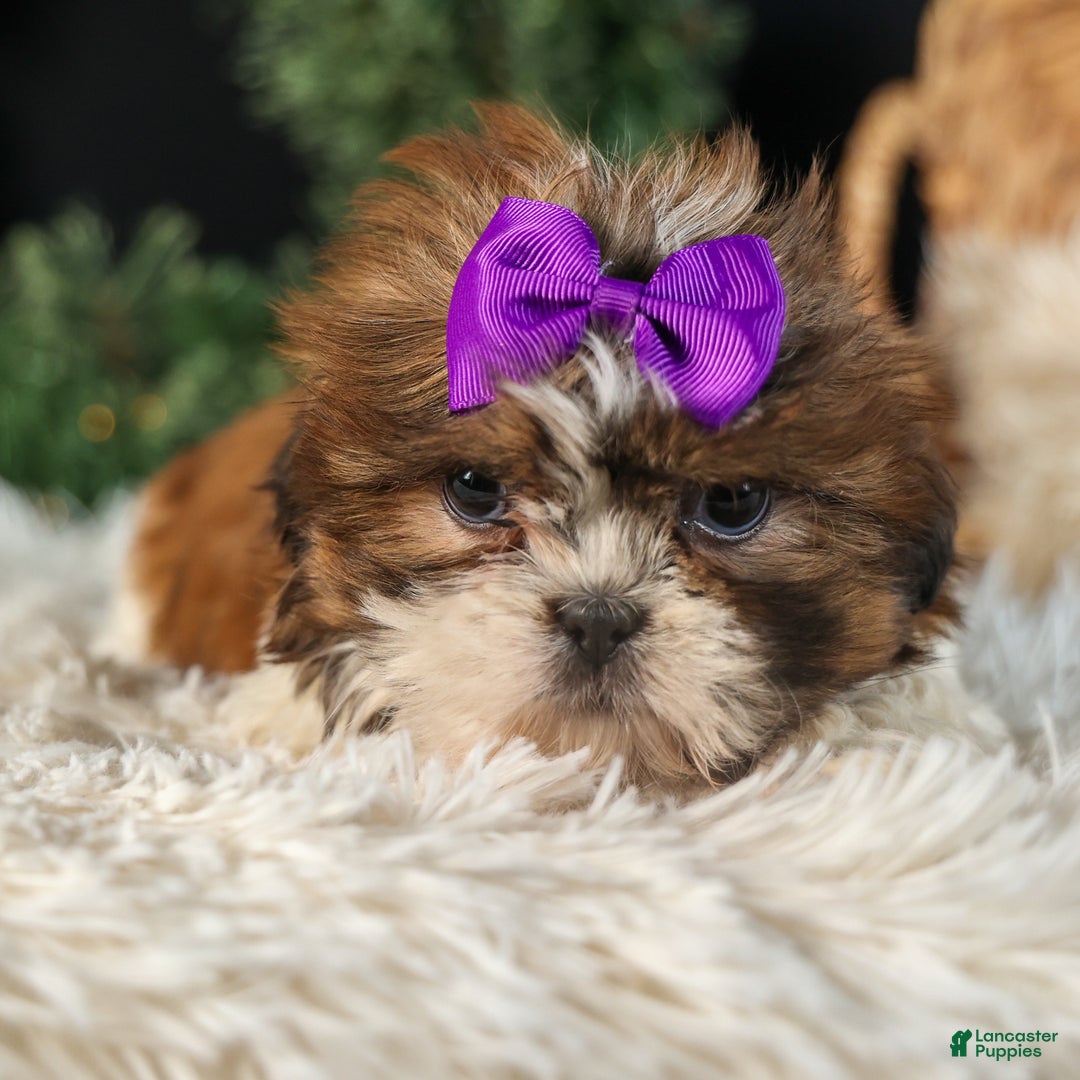 Shih Tzu dogs for sale: RUBY - Ad 7