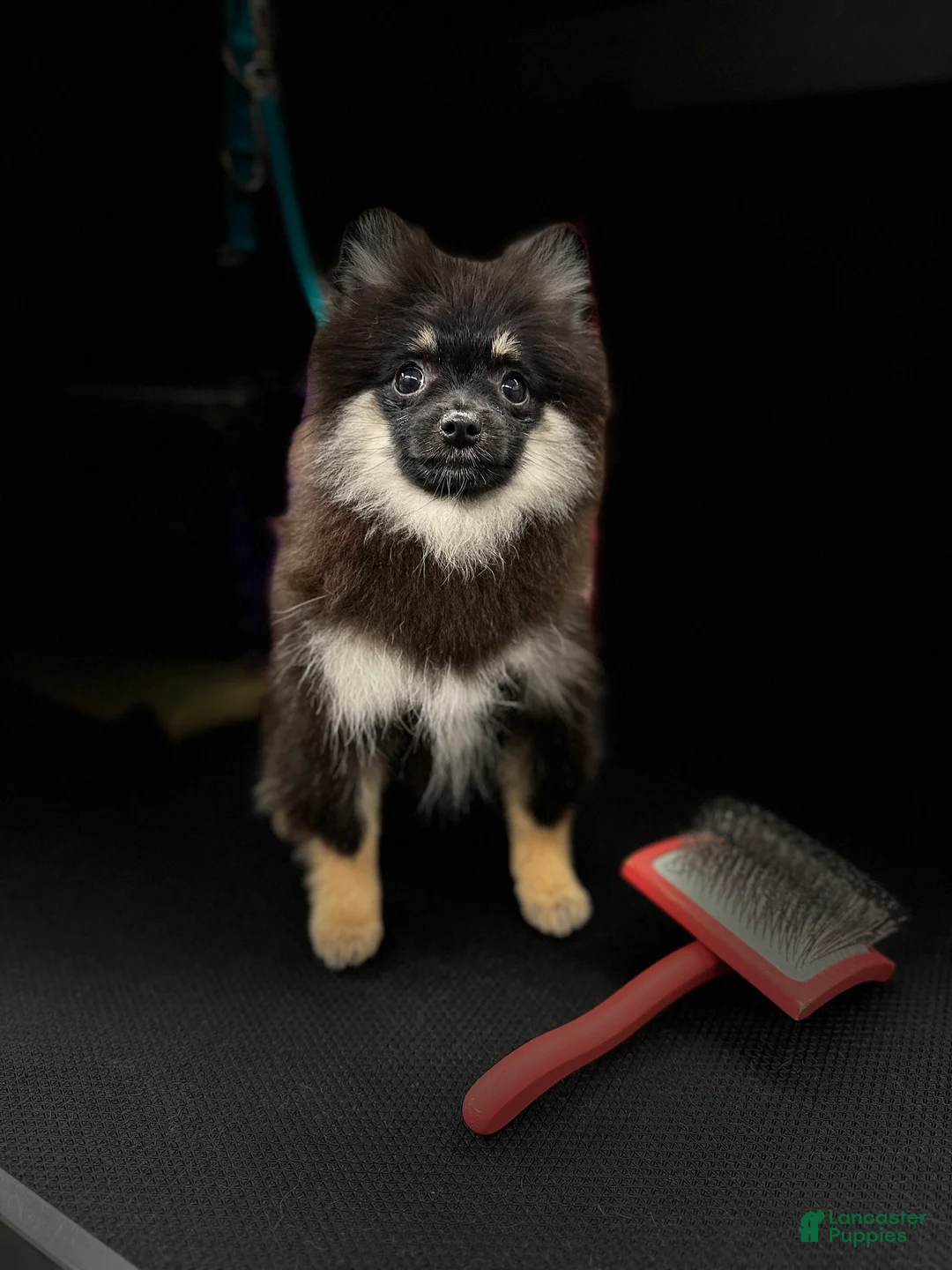 Pomeranian dogs for sale: Junior - Ad 2