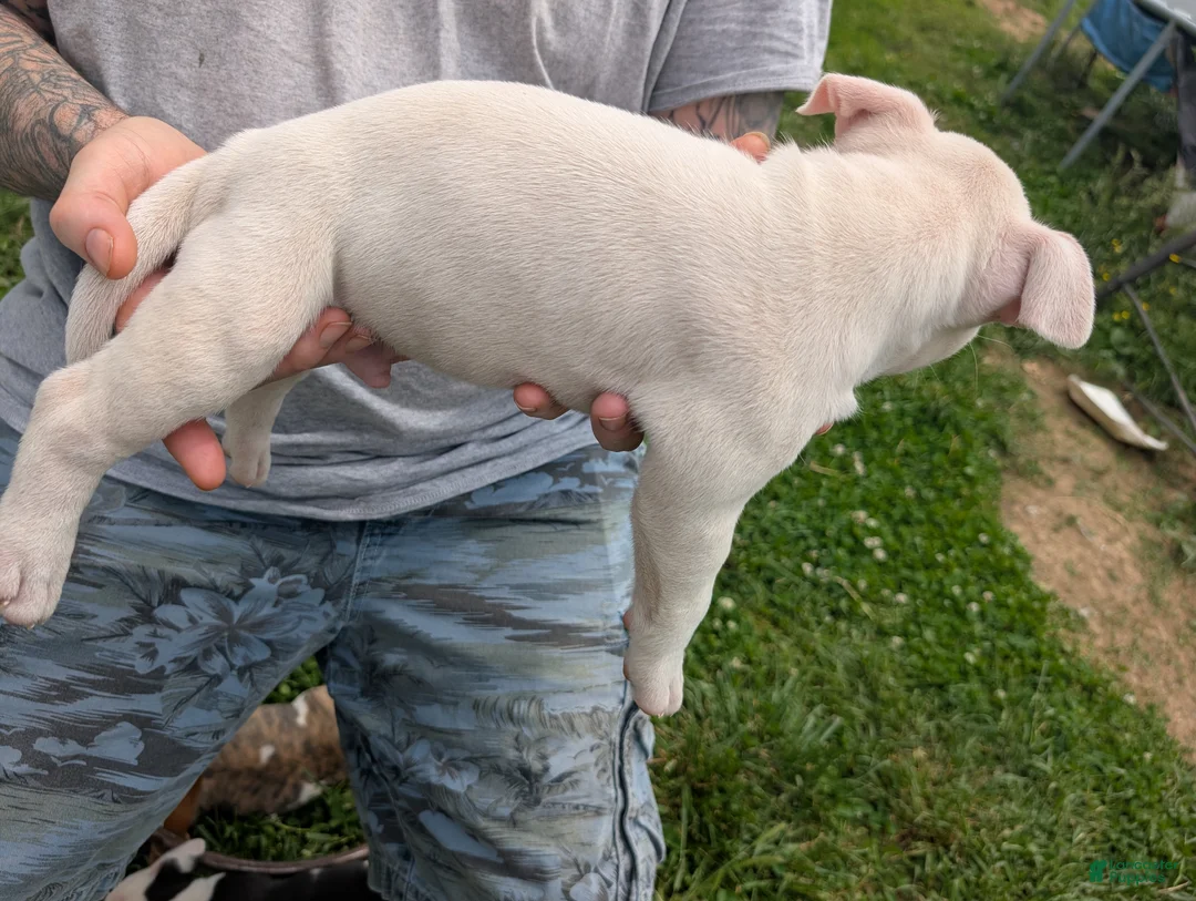 American Pit Bull Terrier dogs for sale: American Pit Bull Terrier Puppy 3 - Ad 2