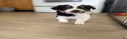 Australian Shepherd dogs for sale: Rover - Ad 8