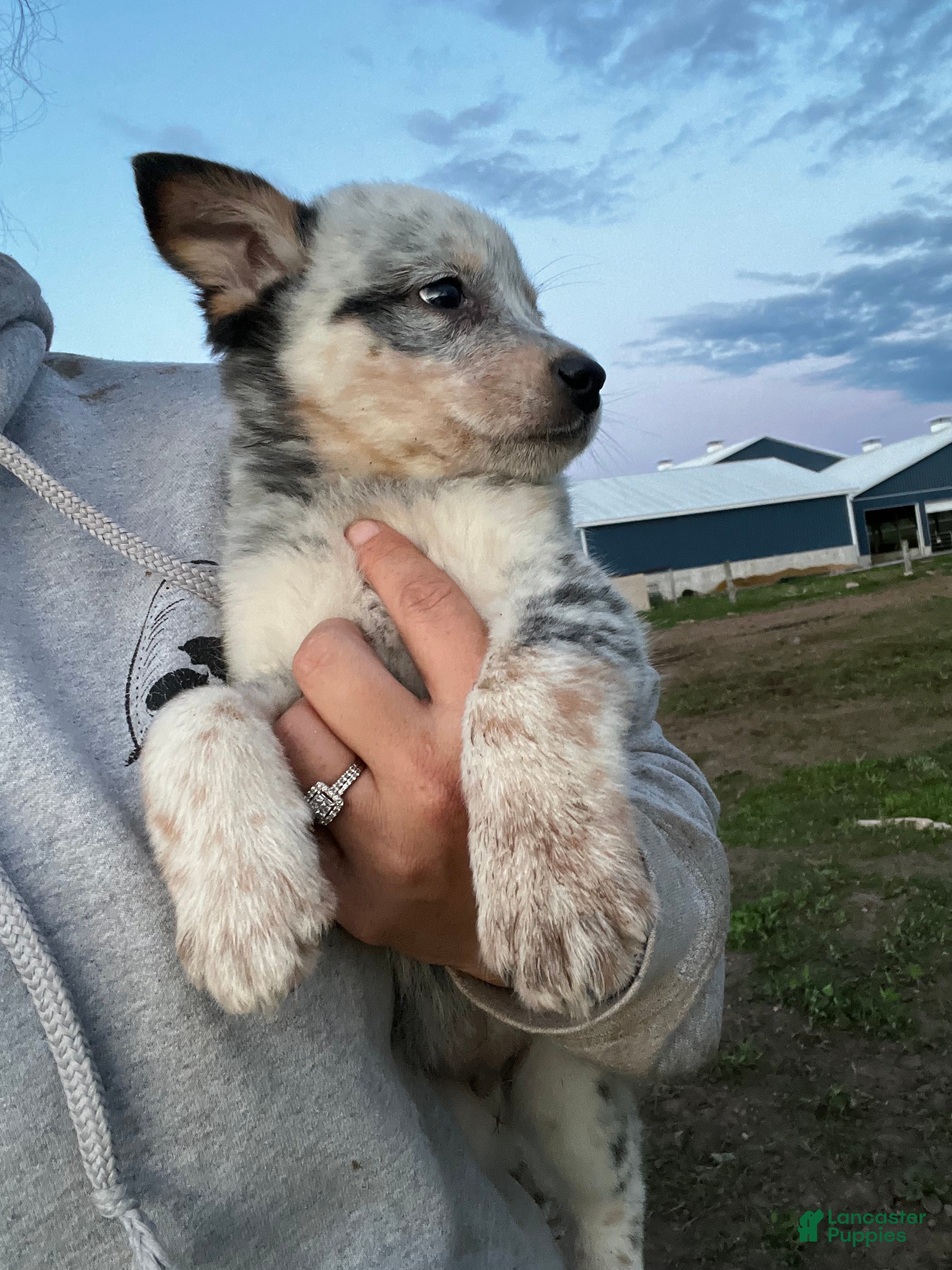Australian Cattle Dog dogs Rip - Ad 20