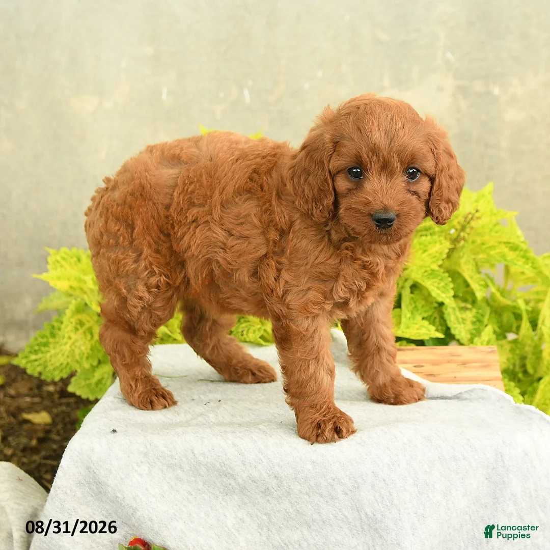 Miniature Poodle dogs for sale: Darla - Ad 3