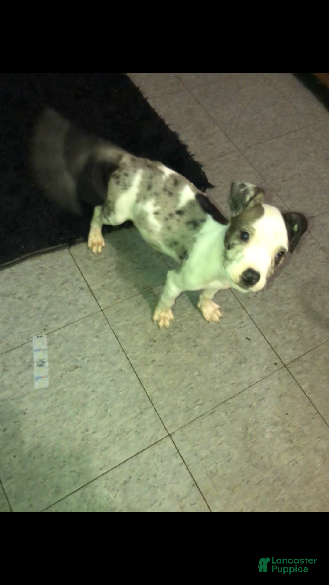 Mixed Breed dogs for sale: Bentley  - Ad 1