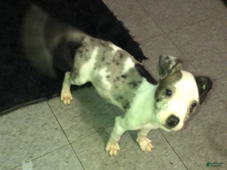 Mixed Breed dogs Bentley - Ad 32