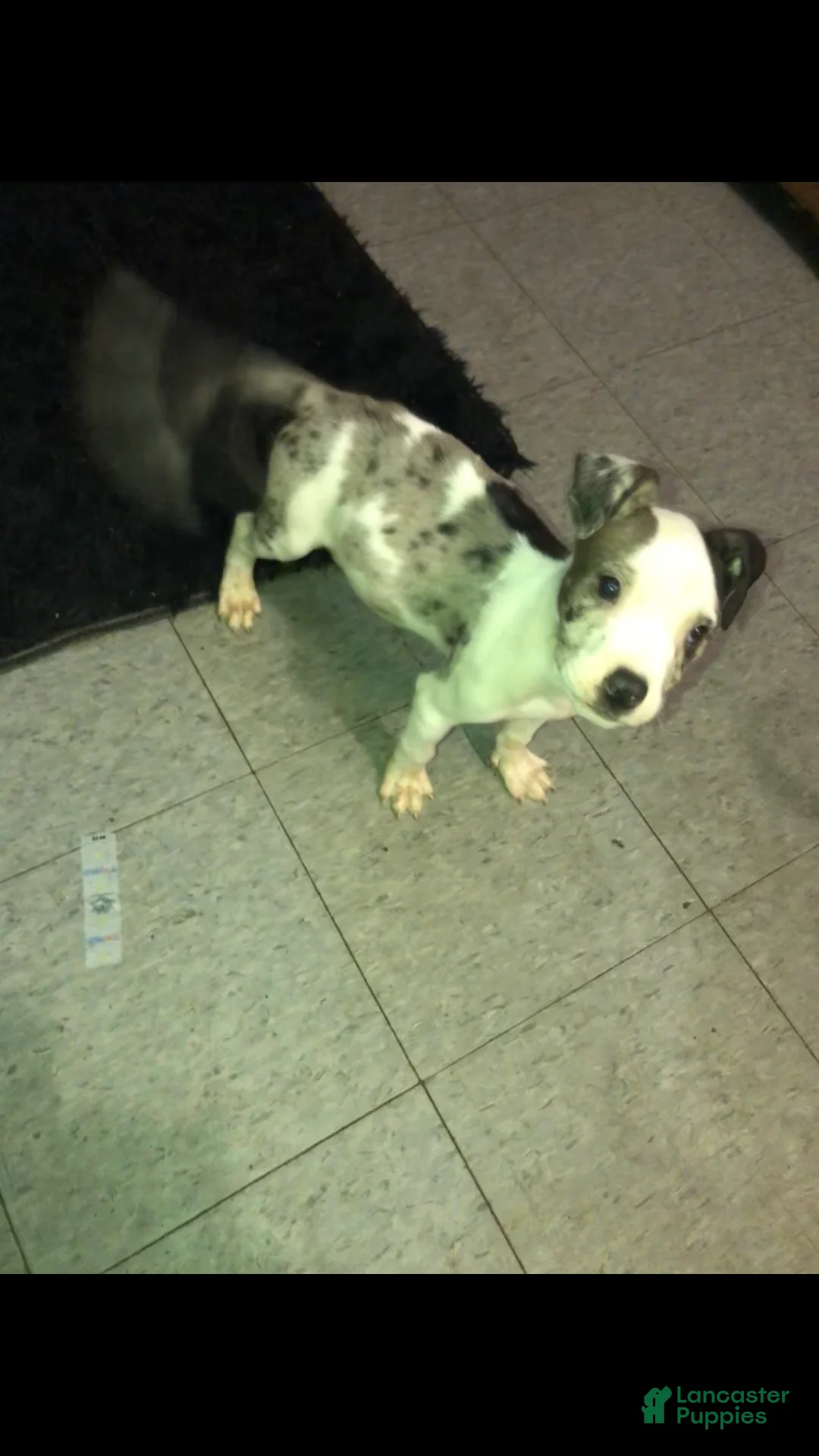 Mixed Breed dogs for sale: Bentley  - Ad 1