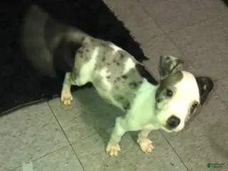 Mixed Breed dogs Bentley - Ad 33