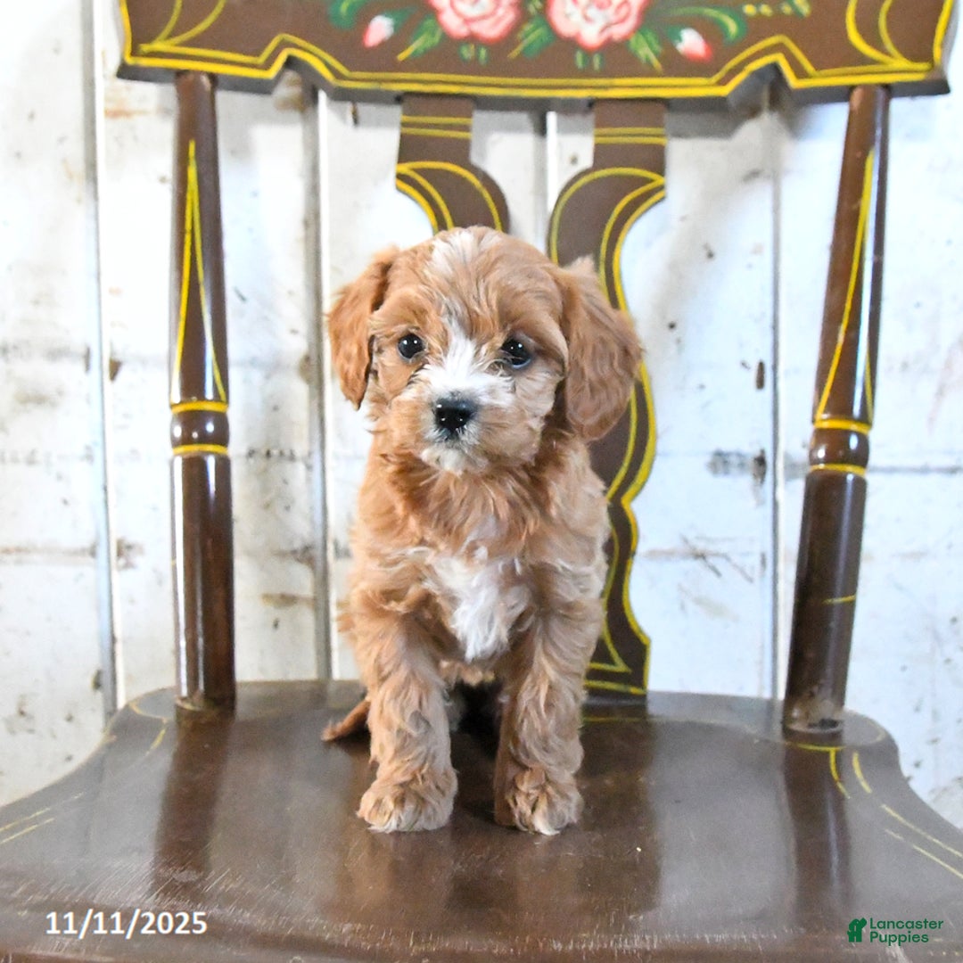 Cavapoo dogs for sale: Rosie - Ad 3