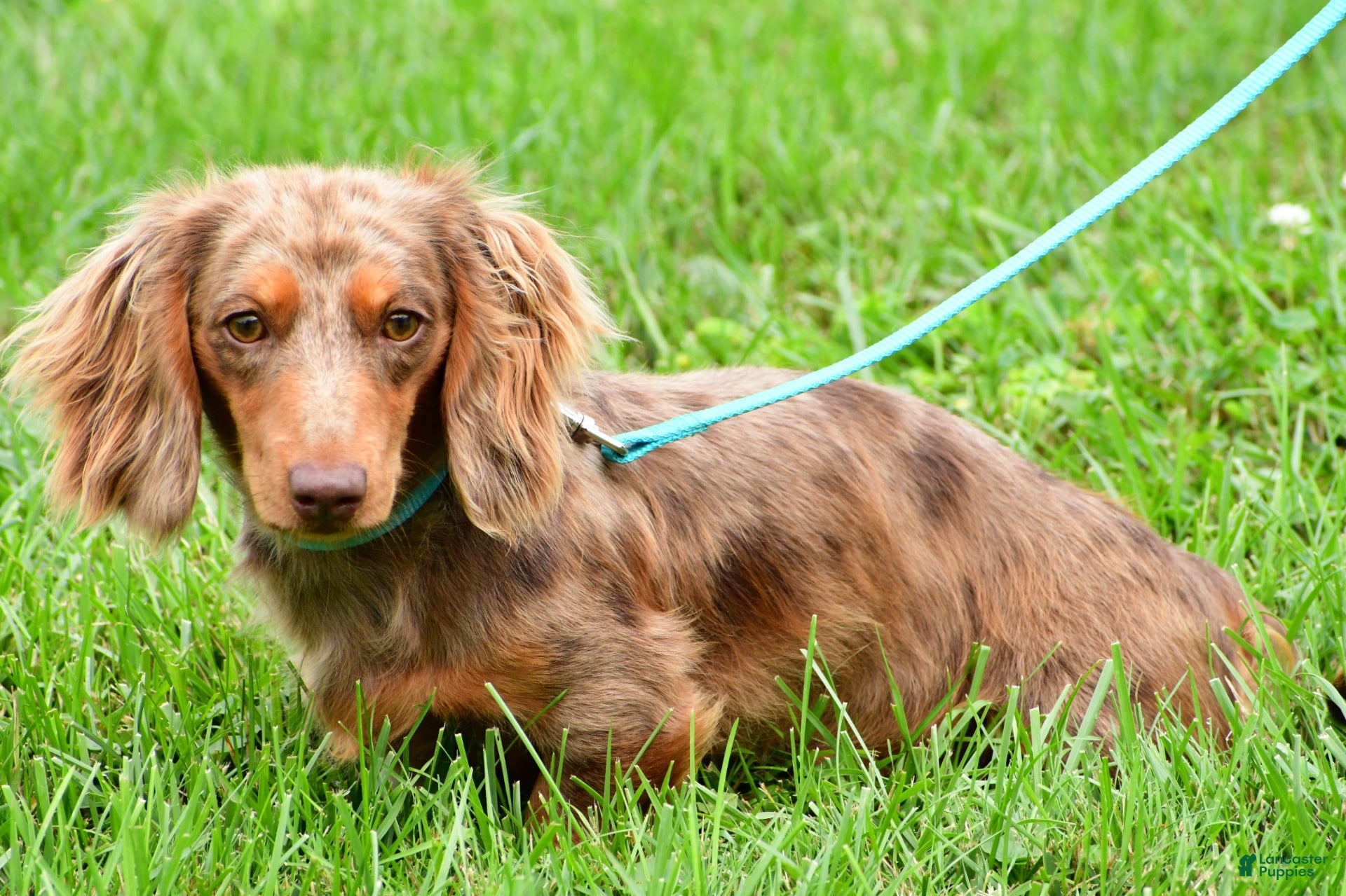 Miniature Dachshund dogs Buddy - Ad 1