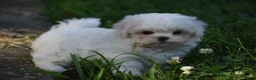 Maltese dogs for sale: Olaf - Ad 11