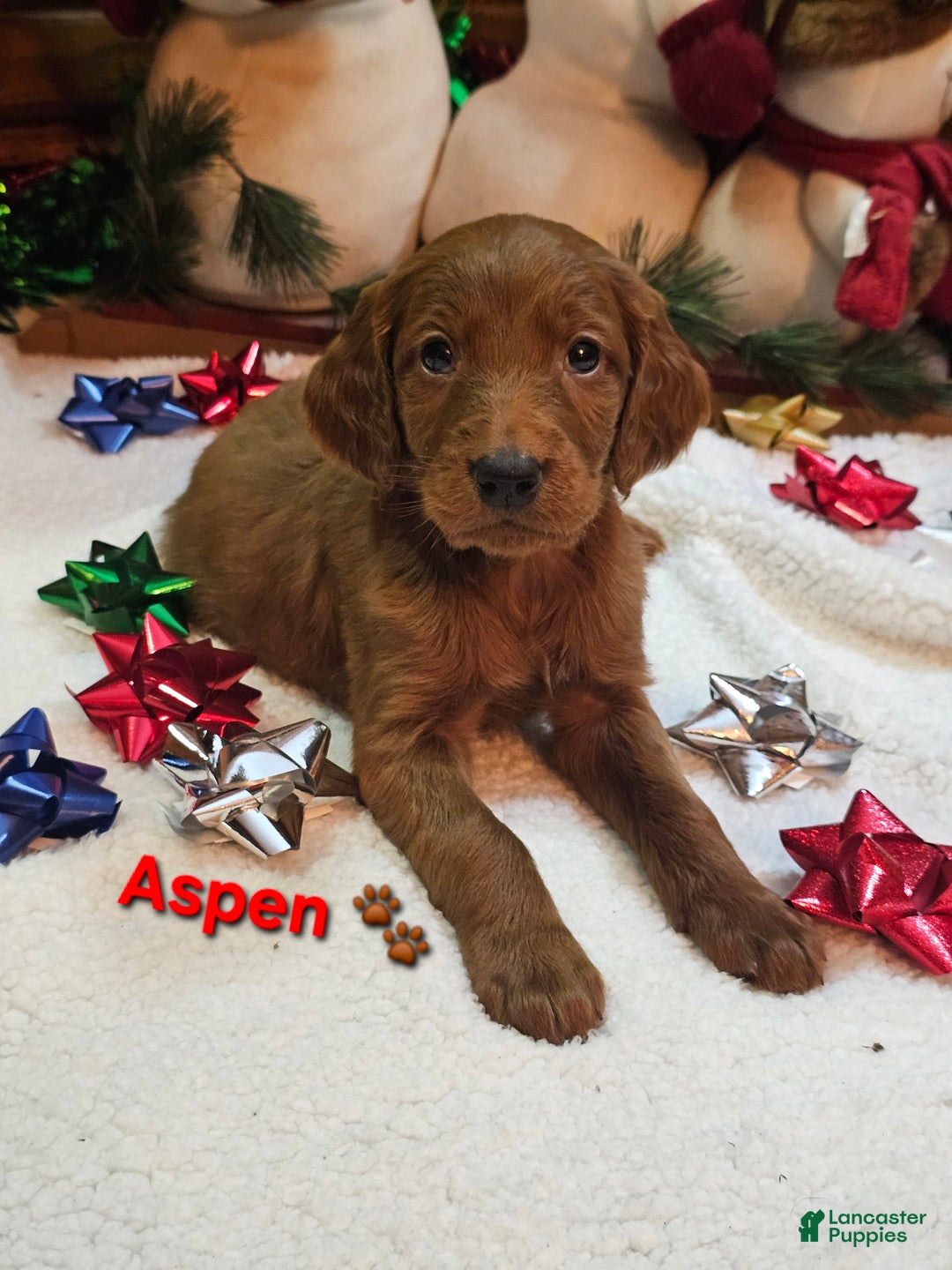 Goldendoodle dogs for sale: Aspen - Ad 1