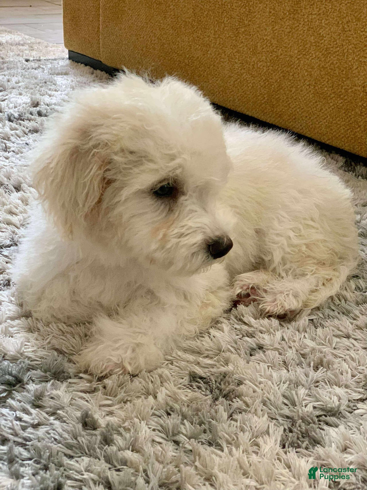 Miniature Poodle dogs Leo - Ad 40