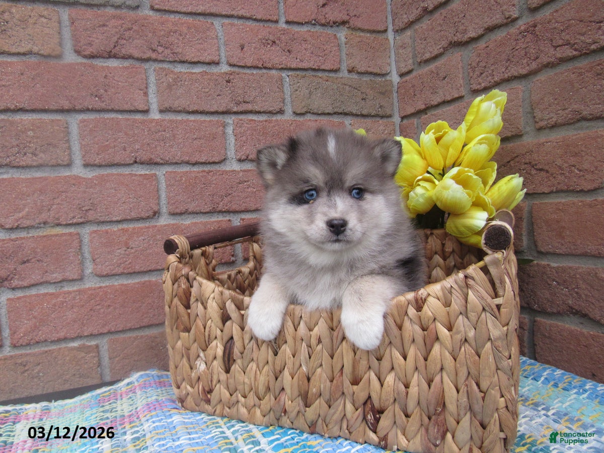 Pomsky dogs Bou  - Ad 1