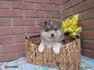 Pomsky dogs for sale: Bou - Ad 1