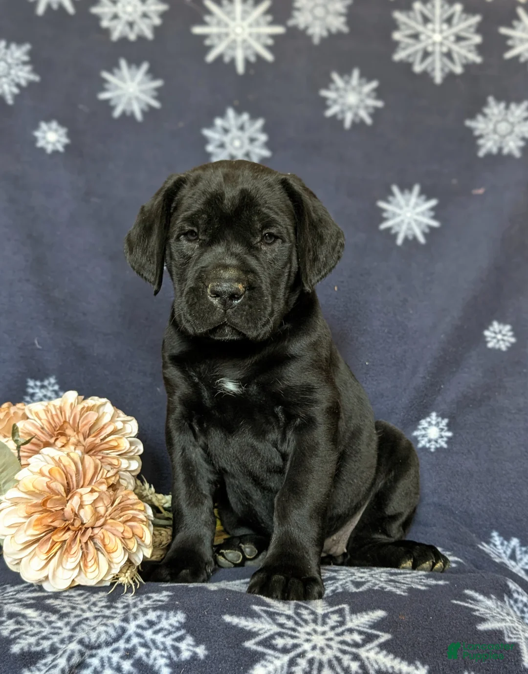 Cane Corso dogs for sale: Joelle - Ad 1