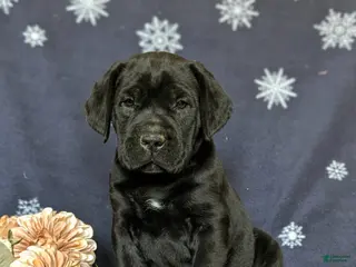 Cane Corso dogs for sale: Joelle - Ad 3